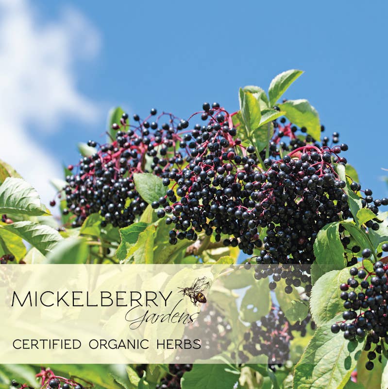 Ripe elderberries on leafy branches with Mickelberry Gardens Certified Organic Herbs message
